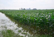 Sawah Sering Tergenang Bukan Akhir, 15 Pohon Buah Ini Justru Bisa Tambah Penghasilan Petani
