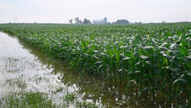 Sawah Sering Tergenang Bukan Akhir, 15 Pohon Buah Ini Justru Bisa Tambah Penghasilan Petani