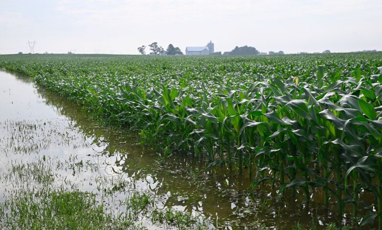 Sawah Sering Tergenang Bukan Akhir, 15 Pohon Buah Ini Justru Bisa Tambah Penghasilan Petani