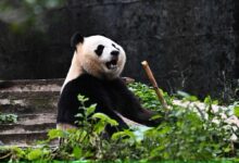 Rio, Anak Panda Pertama Indonesia Tumbuh Sehat di Tengah Misi Konservasi Besar