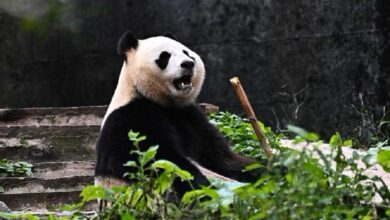 Rio, Anak Panda Pertama Indonesia Tumbuh Sehat di Tengah Misi Konservasi Besar