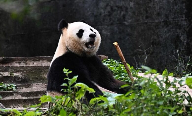 Rio, Anak Panda Pertama Indonesia Tumbuh Sehat di Tengah Misi Konservasi Besar