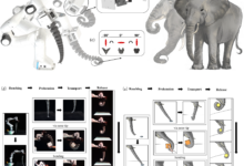 Belajar Dari Belalai Gajah, Desain Dua Zona Ini Bisa Ubah Cengkeraman Robot Mudah Rusak Jadi Lebih Tangguh