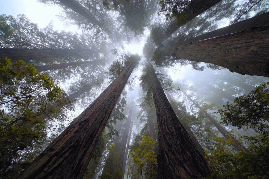 Redwood Amerika Yang Menjulang Paling Tinggi Di Dunia, Ternyata Bergantung Pada Kabut