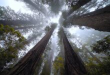 Redwood Amerika Yang Menjulang Paling Tinggi Di Dunia, Ternyata Bergantung Pada Kabut