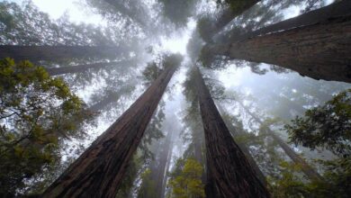 Redwood Amerika Yang Menjulang Paling Tinggi Di Dunia, Ternyata Bergantung Pada Kabut