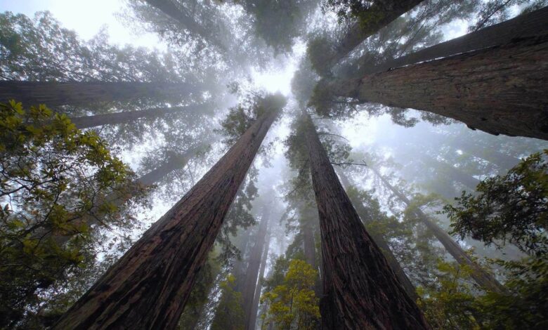 Redwood Amerika Yang Menjulang Paling Tinggi Di Dunia, Ternyata Bergantung Pada Kabut