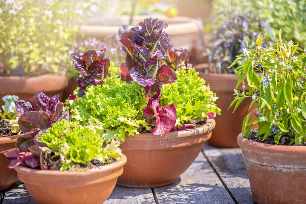 Lahan Sempit Tak Lagi Alasan, 5 Sayur Ini Mudah Ditanam di Pot dan Cepat Dipanen