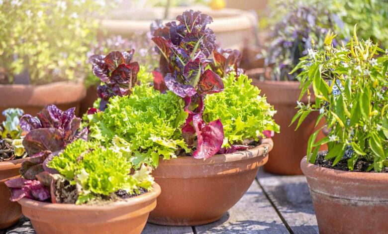 Lahan Sempit Tak Lagi Alasan, 5 Sayur Ini Mudah Ditanam di Pot dan Cepat Dipanen