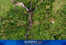 Jatim Dorong Perhutanan Sosial Naik Kelas, Kemitraan Usaha dan Agroforestri Jadi Kuncinya