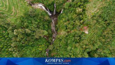 Jatim Dorong Perhutanan Sosial Naik Kelas, Kemitraan Usaha dan Agroforestri Jadi Kuncinya
