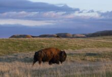 Great Plains Bukan Sekadar Dataran Rata, Hamparan Raksasa Yang Menyimpan Ekosistem Keras
