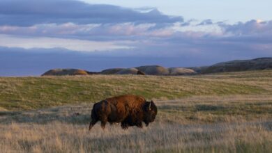Great Plains Bukan Sekadar Dataran Rata, Hamparan Raksasa Yang Menyimpan Ekosistem Keras