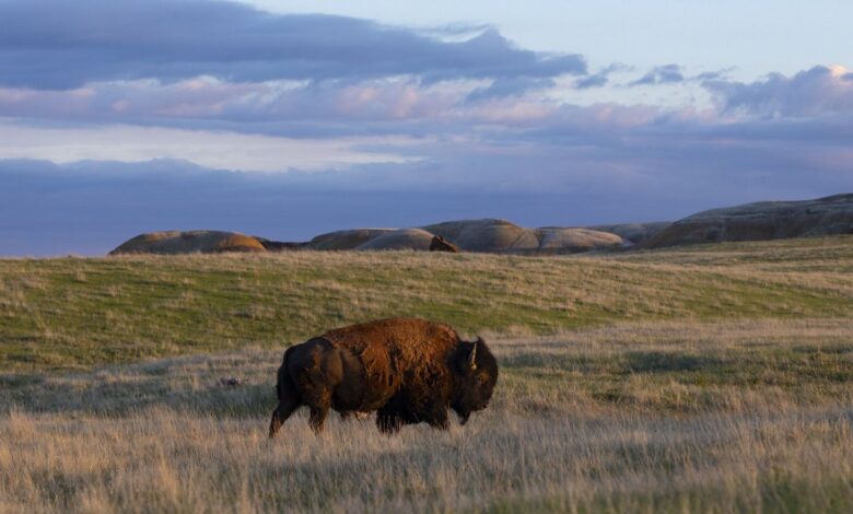 Great Plains Bukan Sekadar Dataran Rata, Hamparan Raksasa Yang Menyimpan Ekosistem Keras