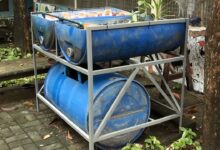 5 Ikan Selain Nila yang Cocok Dipelihara di Drum, Panennya Cepat dan Tetap Menjanjikan