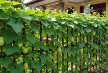 Pagar Rumah Bisa Sekalian Panen, 7 Inspirasi Labu Ini Cantik dan Menguntungkan