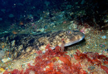 Halibut Atlantik, Raksasa Laut Sebelah Yang Ternyata Rapuh Di Ujung Perburuan