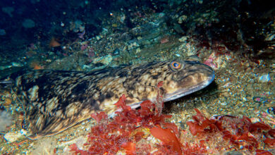 Halibut Atlantik, Raksasa Laut Sebelah Yang Ternyata Rapuh Di Ujung Perburuan