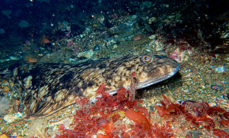 Halibut Atlantik, Raksasa Laut Sebelah Yang Ternyata Rapuh Di Ujung Perburuan