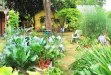 Belakang Rumah Bisa Jadi Sumber Pangan, Ini Cara Membuat Integrated Farming Sederhana