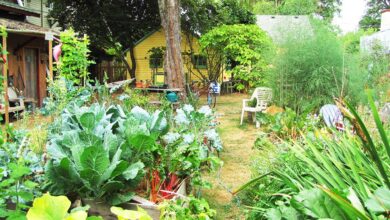 Belakang Rumah Bisa Jadi Sumber Pangan, Ini Cara Membuat Integrated Farming Sederhana