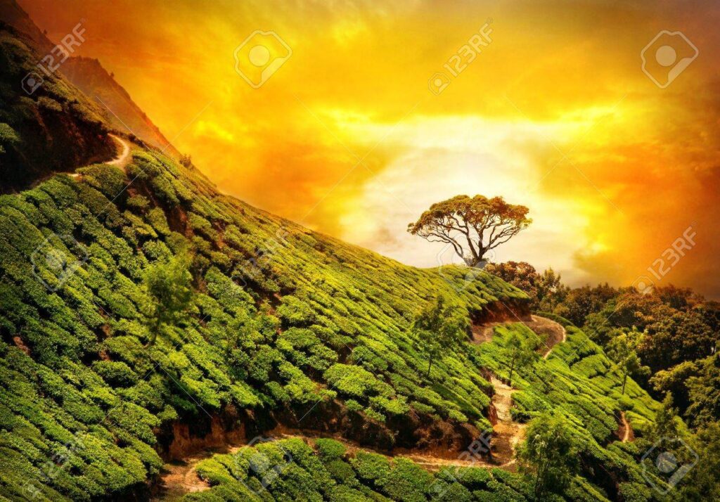 6 Prompt Gemini AI untuk Foto di Ladang Teh yang Terlihat Dramatis dan Natural