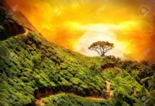 6 Prompt Gemini AI untuk Foto di Ladang Teh yang Terlihat Dramatis dan Natural