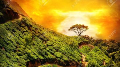 6 Prompt Gemini AI untuk Foto di Ladang Teh yang Terlihat Dramatis dan Natural