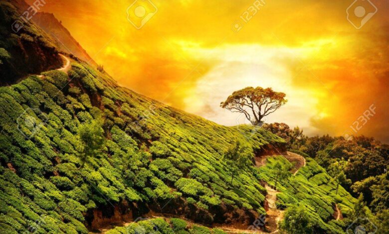 6 Prompt Gemini AI untuk Foto di Ladang Teh yang Terlihat Dramatis dan Natural