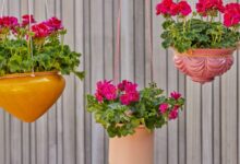 9 Bunga Mini untuk Pot Gantung Teras, Ada yang Harum dan Ada Pula Pengusir Nyamuk Alami