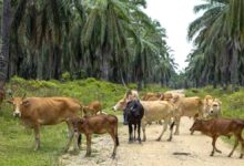 Siska Terbukti Efektif Genjot Daging Sapi Nasional, Produksi Bisa Tembus 20 Ribu Ekor dari Sawit