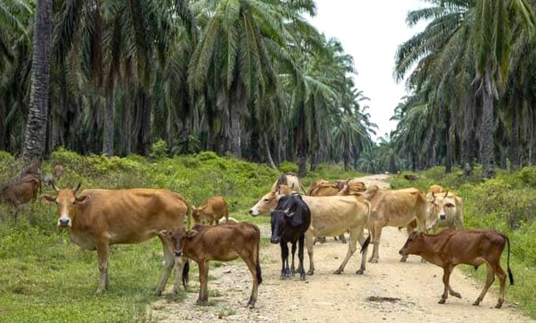 Siska Terbukti Efektif Genjot Daging Sapi Nasional, Produksi Bisa Tembus 20 Ribu Ekor dari Sawit