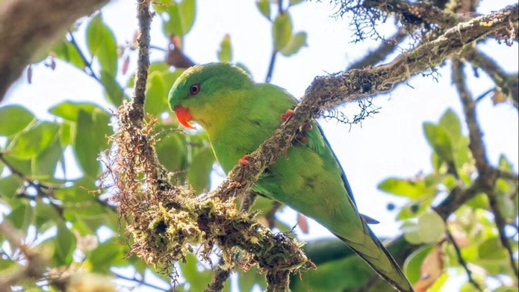 Burung Langka Ini Hilang 100 Tahun, Akhirnya Muncul Lagi di Pulau Buru