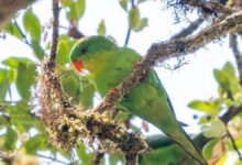 Burung Langka Ini Hilang 100 Tahun, Akhirnya Muncul Lagi di Pulau Buru