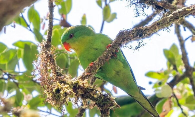 Burung Langka Ini Hilang 100 Tahun, Akhirnya Muncul Lagi di Pulau Buru