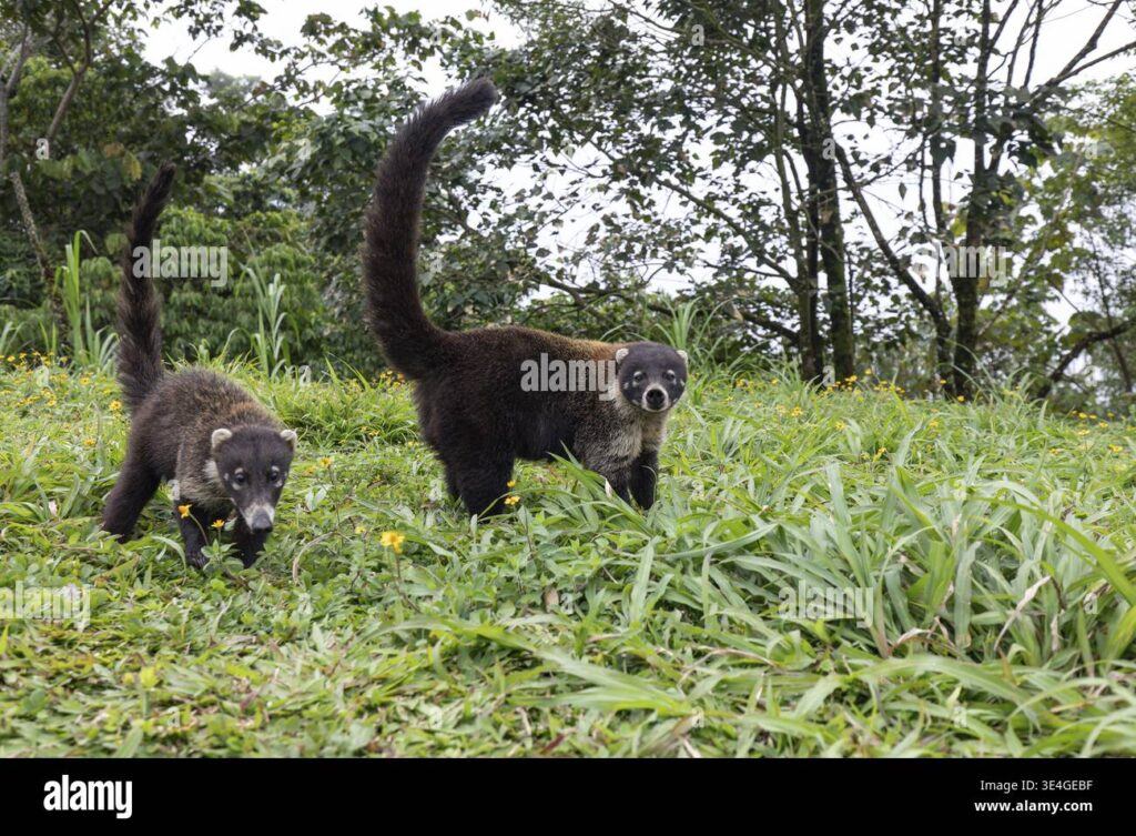 Coati Hidung Putih Ternyata Aktif Di Siang Hari, Ini Alasan Yang Bikin Mereka Unik