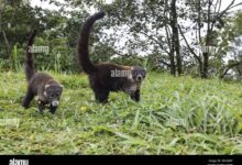 Coati Hidung Putih Ternyata Aktif Di Siang Hari, Ini Alasan Yang Bikin Mereka Unik