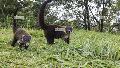 Coati Hidung Putih Ternyata Aktif Di Siang Hari, Ini Alasan Yang Bikin Mereka Unik