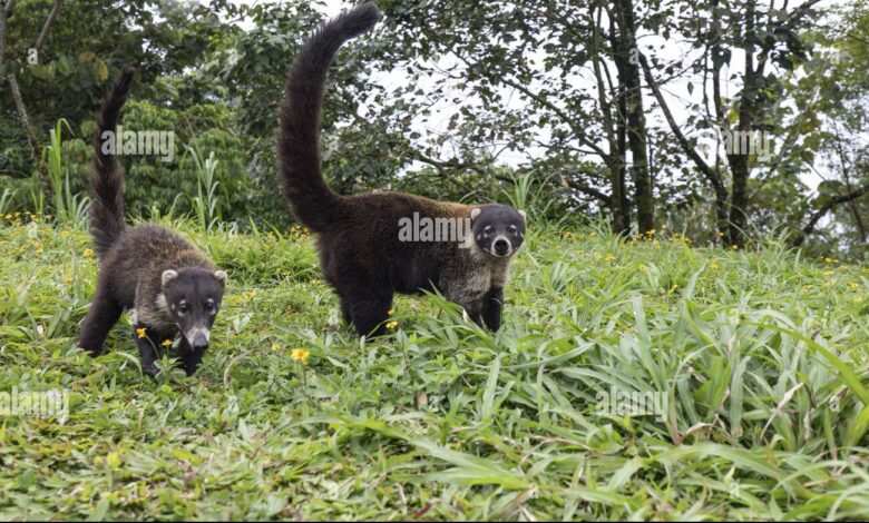 Coati Hidung Putih Ternyata Aktif Di Siang Hari, Ini Alasan Yang Bikin Mereka Unik