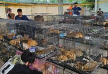 Sindikat Daging Kucing Digulung, Ratusan Anabul Diselamatkan dari Jaringan Gelap