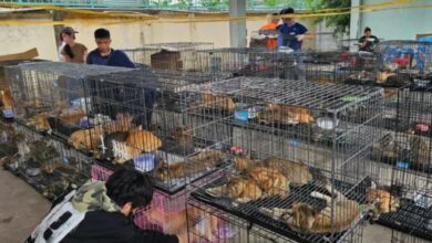 Sindikat Daging Kucing Digulung, Ratusan Anabul Diselamatkan dari Jaringan Gelap