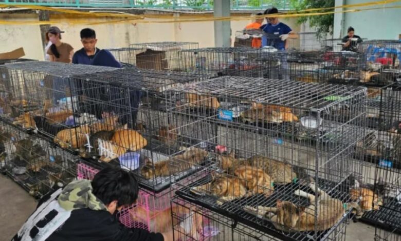 Sindikat Daging Kucing Digulung, Ratusan Anabul Diselamatkan dari Jaringan Gelap