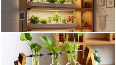 5 Tanaman Hidroponik Minimalis Ini Bikin Ruangan Terlihat Mewah Tanpa Ribet