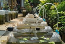 Jerigen Bekas Bisa Jadi Kolam Gabus, Solusi Murah untuk Lahan Sempit di Rumah