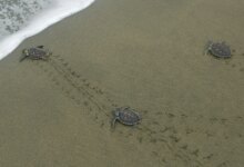 Kenapa Penyu Selalu Kembali Ke Pantai Kelahiran, Ternyata Mereka Punya GPS Alami