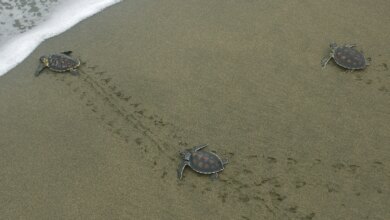 Kenapa Penyu Selalu Kembali Ke Pantai Kelahiran, Ternyata Mereka Punya GPS Alami