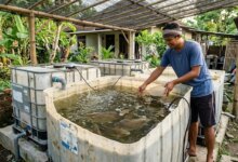Lahan Sempit Bukan Alasan, Budidaya Gurame di Tandon Bekas Ini Bisa Tekan Modal dan Pakan