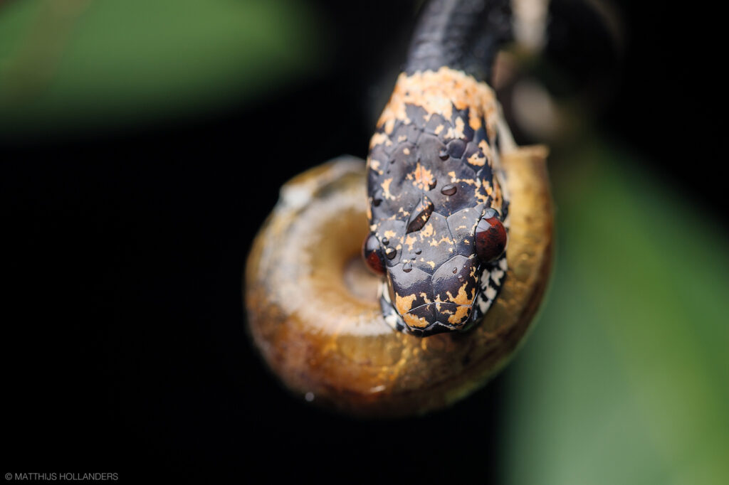 7 Ular Pemakan Siput Ini Punya Rahang Aneh, Hampir Tak Bisa Makan Selain Itu
