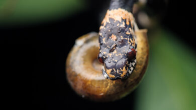 7 Ular Pemakan Siput Ini Punya Rahang Aneh, Hampir Tak Bisa Makan Selain Itu