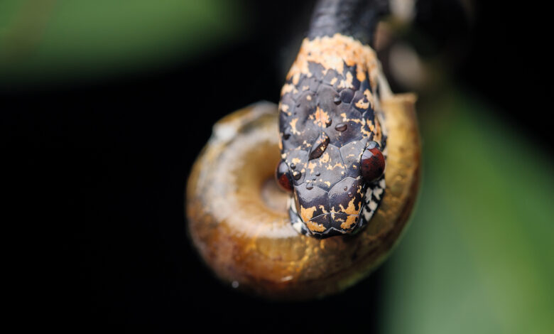 7 Ular Pemakan Siput Ini Punya Rahang Aneh, Hampir Tak Bisa Makan Selain Itu